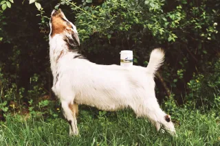 BIOALIS Kozí kolostrum cps.180